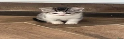 Mixed Breed cats for sale: Bsh x bengal kittens  - Advert 3