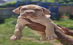 Mastiff dogs for sale: Boerbel x ultimate Mastiff in London - Image 18