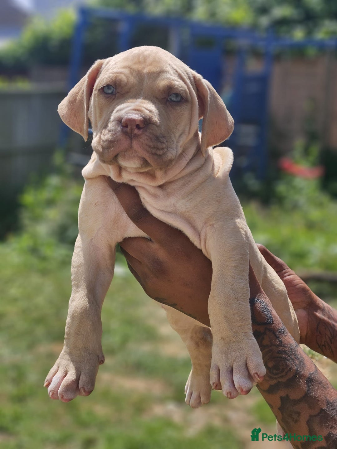 Mastiff dogs for sale: Boerbel x ultimate Mastiff in London - Image 18