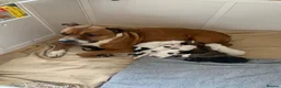 Staffordshire Bull Terrier dogs for sale: Staffy puppies for sale - Advert 1