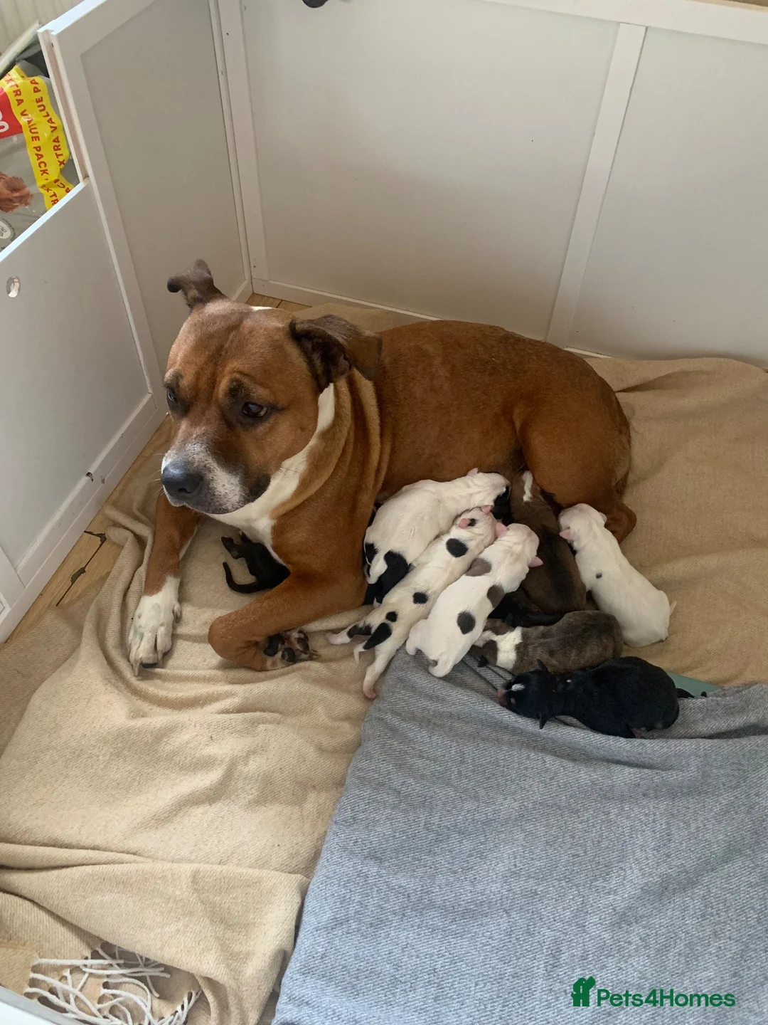 Staffordshire Bull Terrier dogs for sale: Staffy puppies for sale - Advert 1