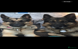 German Shepherd dogs for sale: German Shepherd puppies - Advert 3