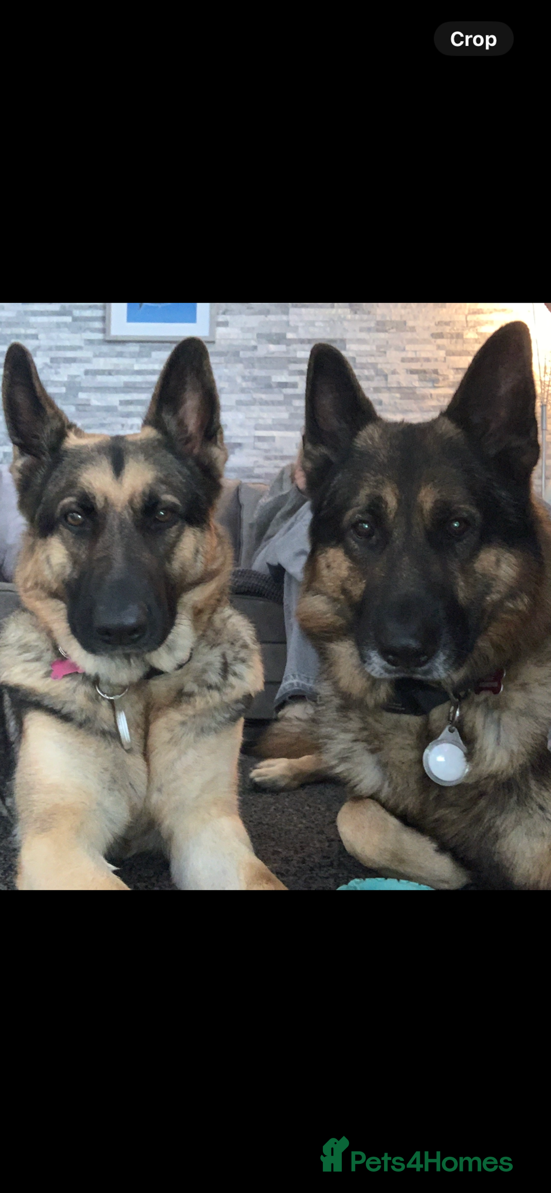 German Shepherd dogs for sale: German Shepherd puppies - Advert 3