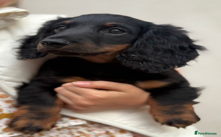 Miniature Dachshund dogs in Watford - Advert 2