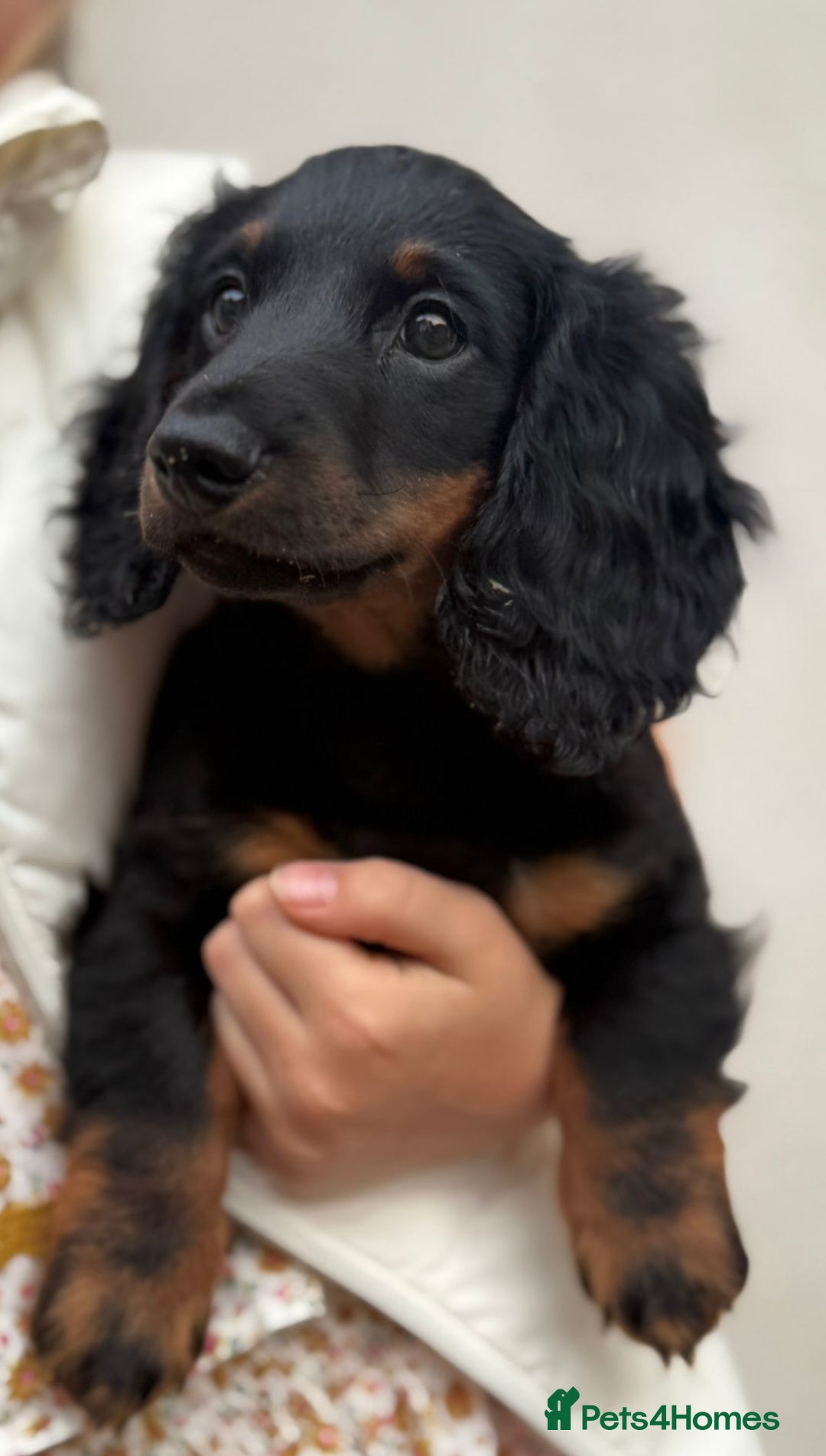 Miniature Dachshund dogs for sale: 1 last Black and Tan Male left!!!   in Watford - Image 1