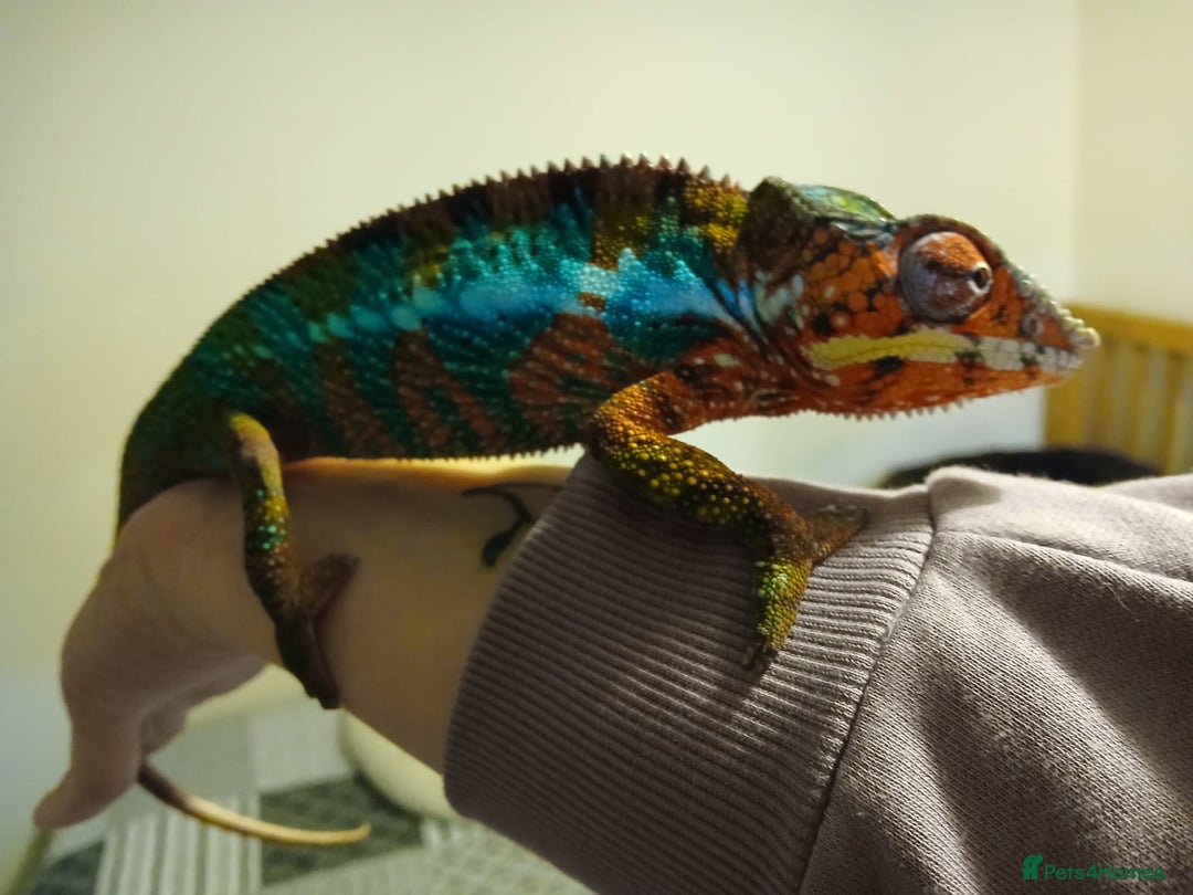 Chameleon reptiles for sale: Male chameleon and full set up  - Image 5