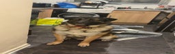 Mixed Breed dogs for sale: Looking to rehome Blu  - Advert 4