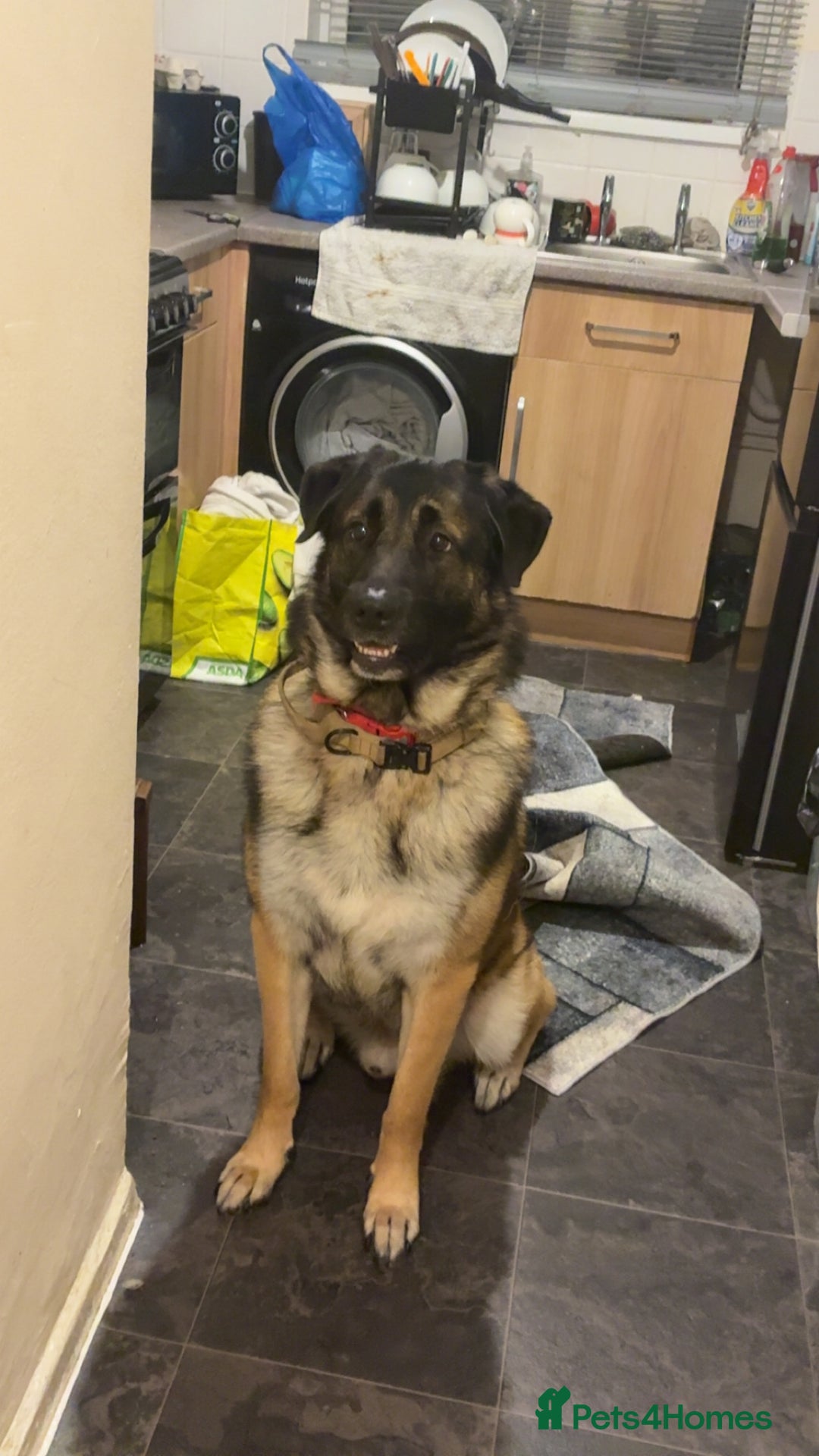 Mixed Breed dogs for sale: Looking to rehome Blu  - Advert 4