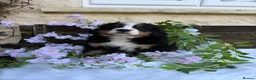 Bernese Mountain Dog dogs for sale: KC Beautiful Bernese  - Advert 20
