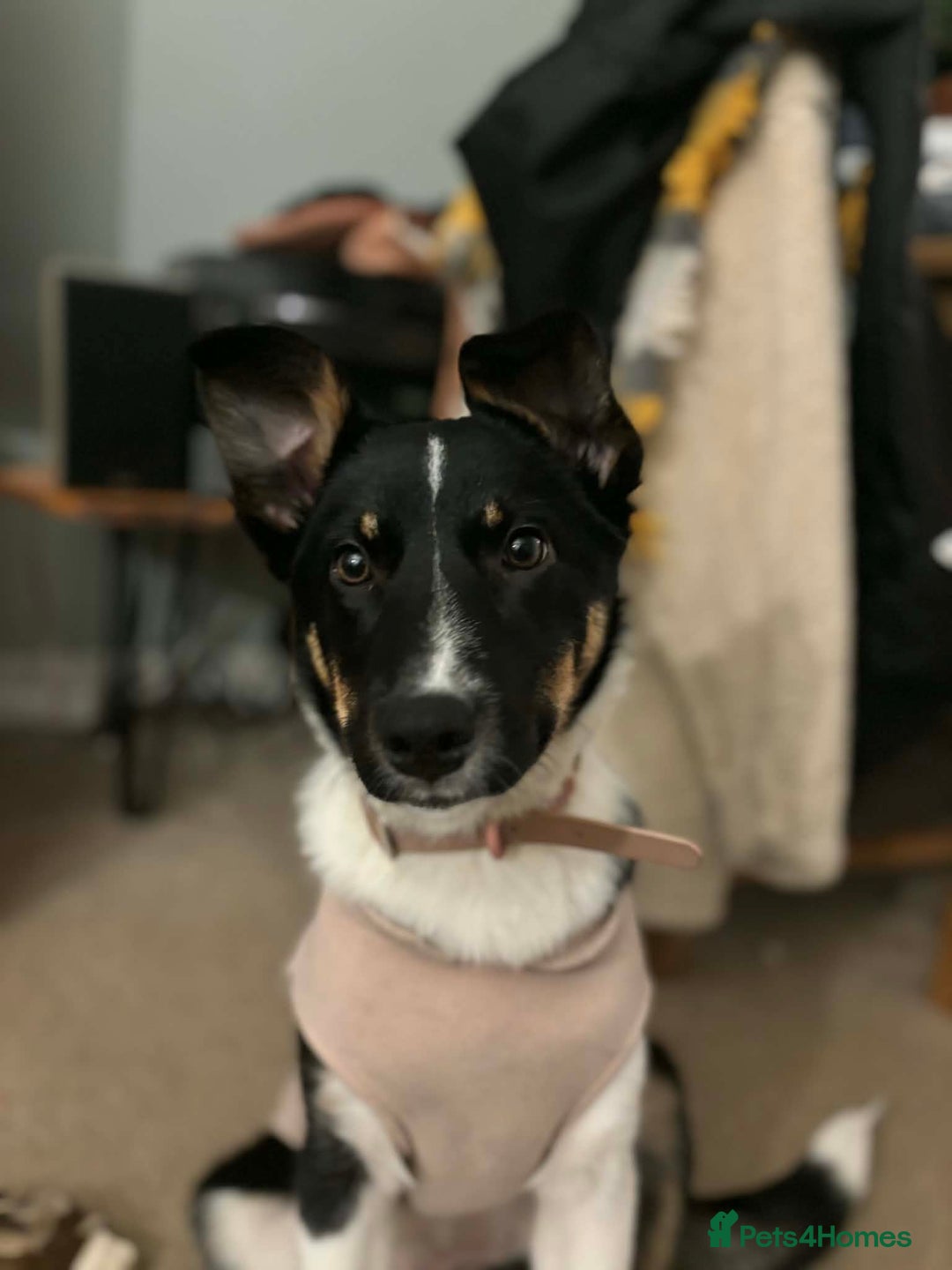 Border Collie dogs for sale: Tri colour border collie - Advert 5