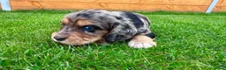 Cockapoo dogs for sale: Cockapoo Babies 🐾🐾🐾 - Advert 6