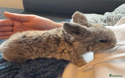 Mini Lop rabbits for sale: Pure Bred Mini Lop babies - Advert 4