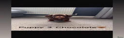 Miniature Dachshund dogs for stud: chocolate boy carries fluffy gene for stud  - Advert 19