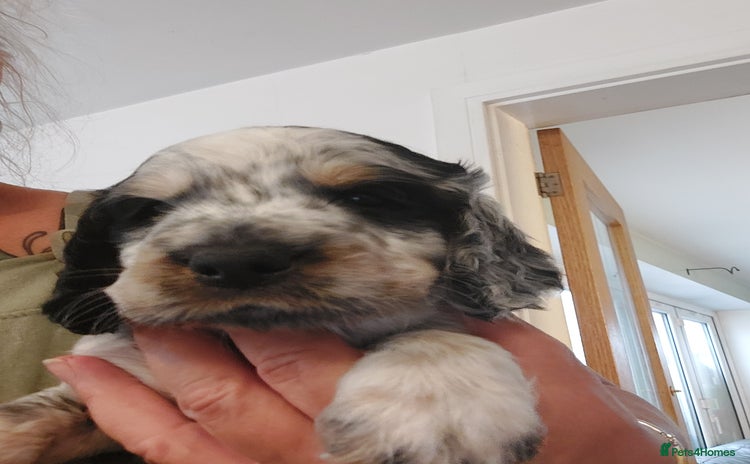 Cocker Spaniel dogs - Advert 2
