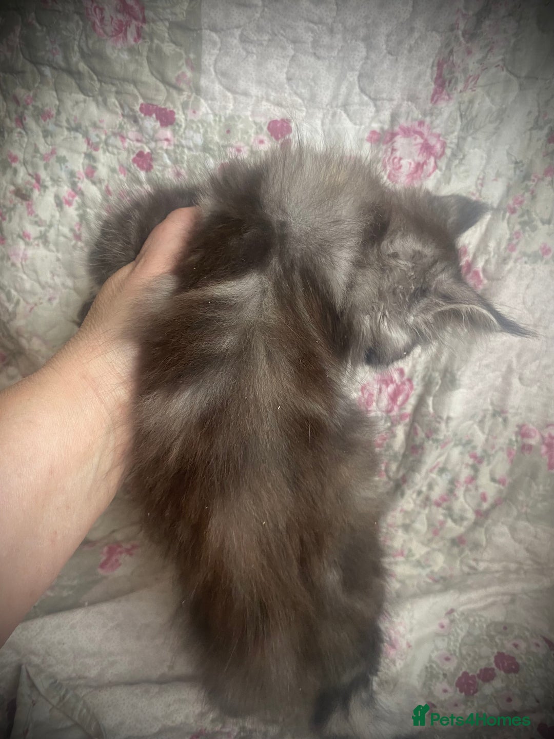 Maine Coon cats for sale: Full Maine Coon kittens Parents fully tested - Advert 12