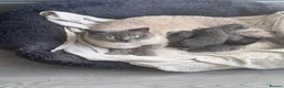 British Shorthair cats for sale: Pure British Shorthair Kittens - Advert 3