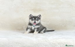 Pomsky dogs for sale: Stunning blue eyes F3 Pomsky puppies for sale  - Image 2