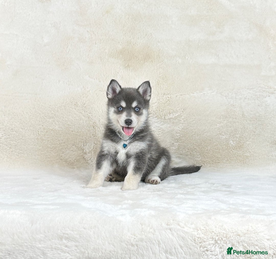 Pomsky dogs for sale: Stunning blue eyes F3 Pomsky puppies for sale  - Image 2