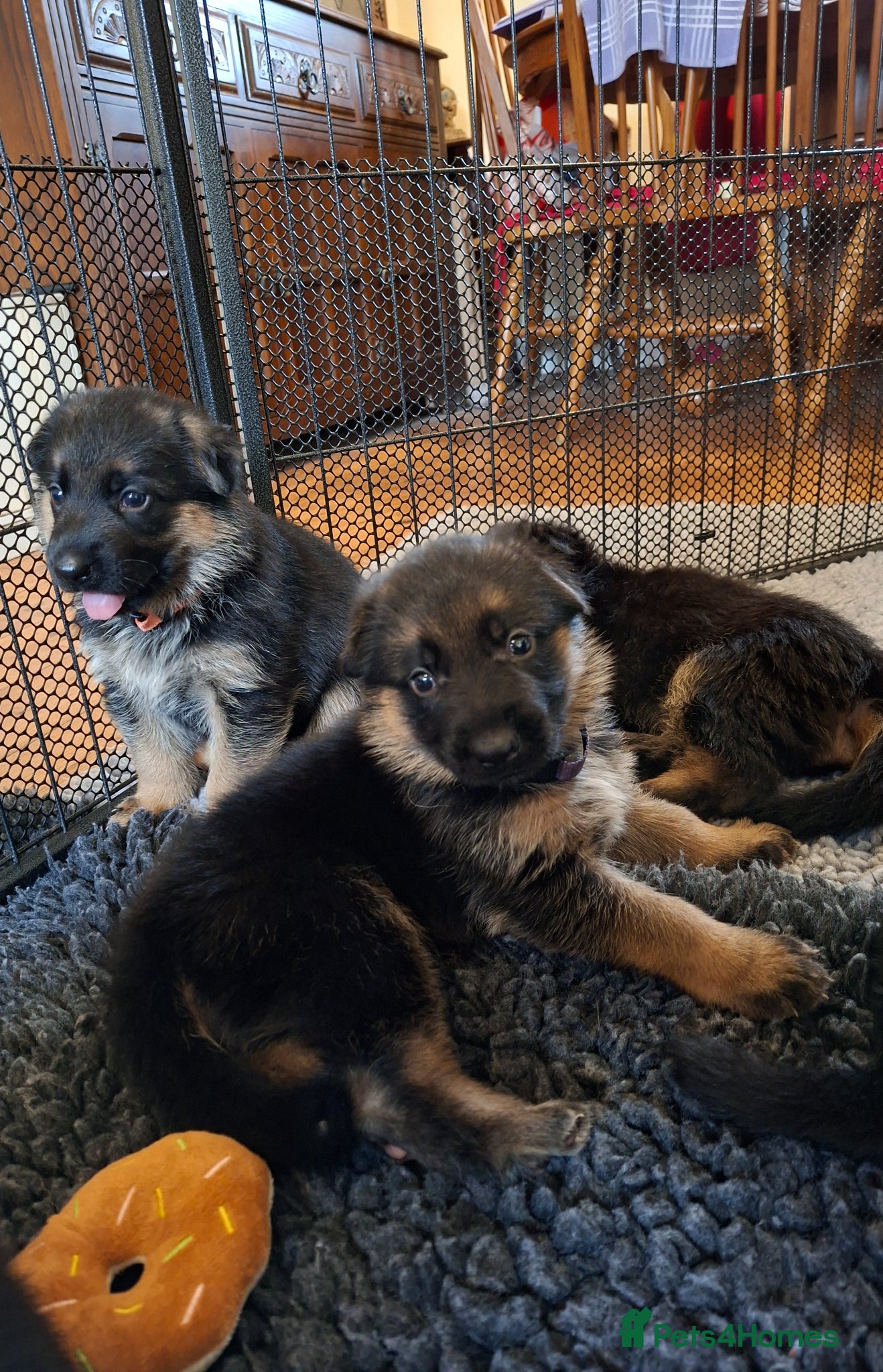 German Shepherd dogs Beautiful Chunky German Shepherd Puppies  - Advert 3