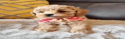 Shihpoo dogs for sale: Gorgeous Little Shihpoo Pups sold Fully Vaccinated - Advert 17