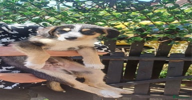 Mixed Breed dogs in Nottingham - Advert 10