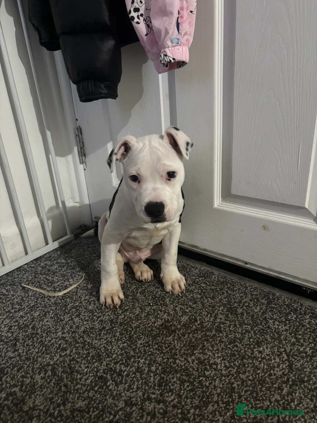 Staffordshire Bull Terrier dogs for sale: Staffordshire Bull Terrier in Carnforth - Advert 1
