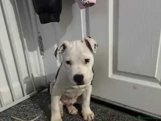 Staffordshire Bull Terrier dogs Staffordshire Bull Terrier - Advert 1