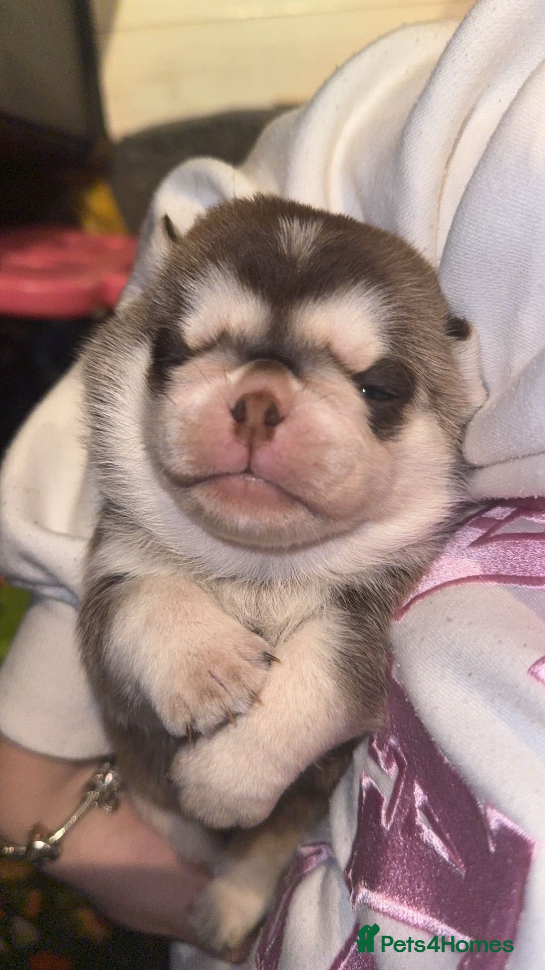 Pug dogs for sale: Pug 1 boy kc  - Advert 17