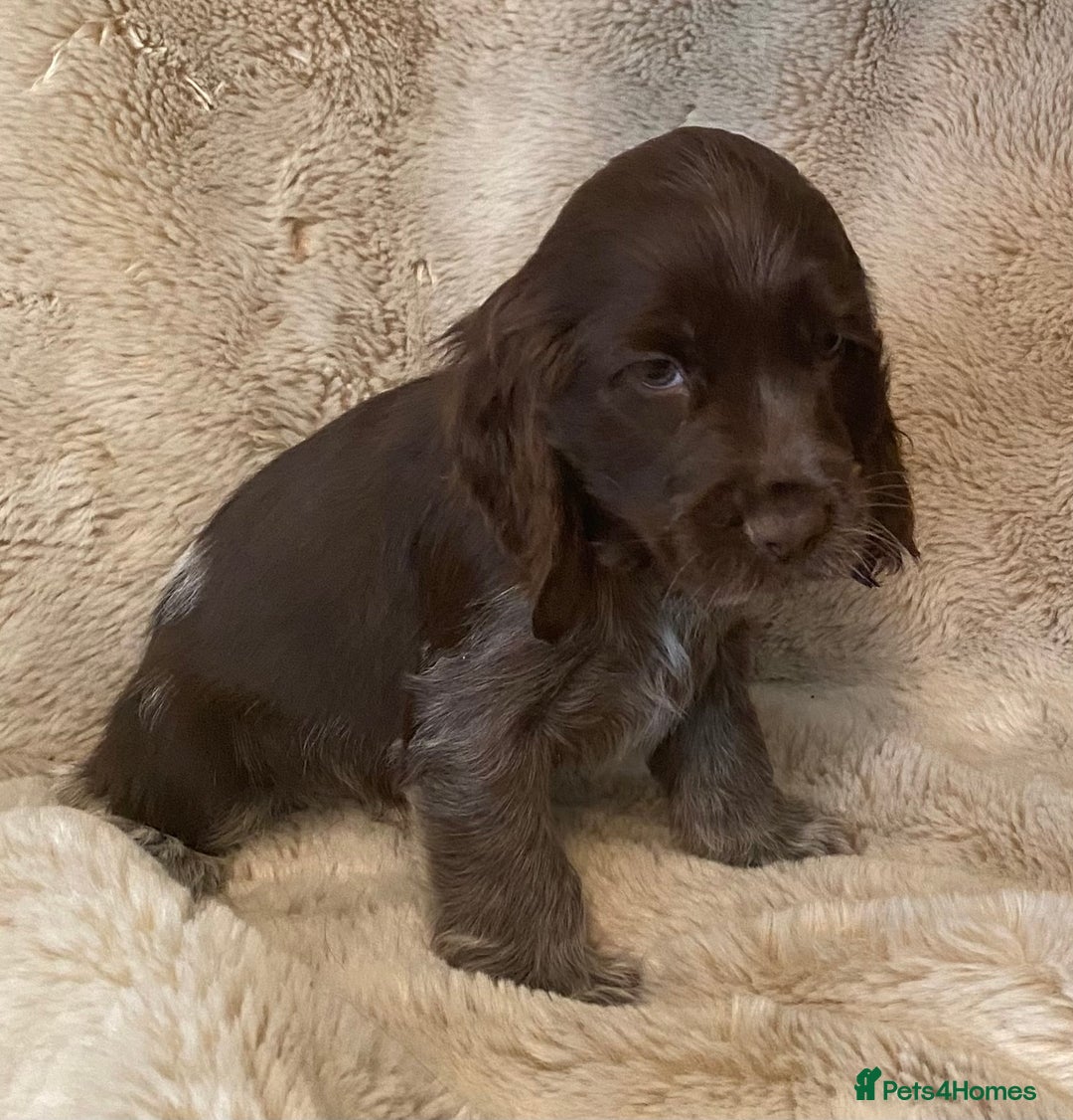 Cocker Spaniel dogs for sale: Adorable show cocker puppies - Image 19