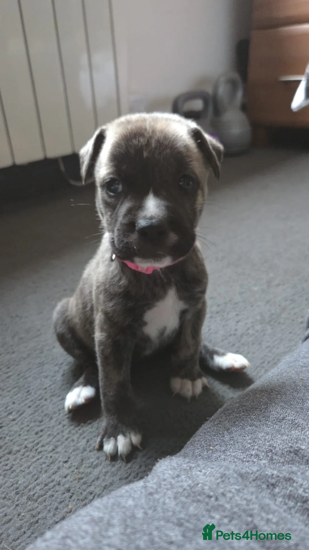 Mixed Breed dogs for sale: Cane Corso/Staffie Puppies For Sale - Advert 2