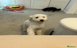 Miniature Poodle dogs for sale: Female miniature poodle  - Image 2