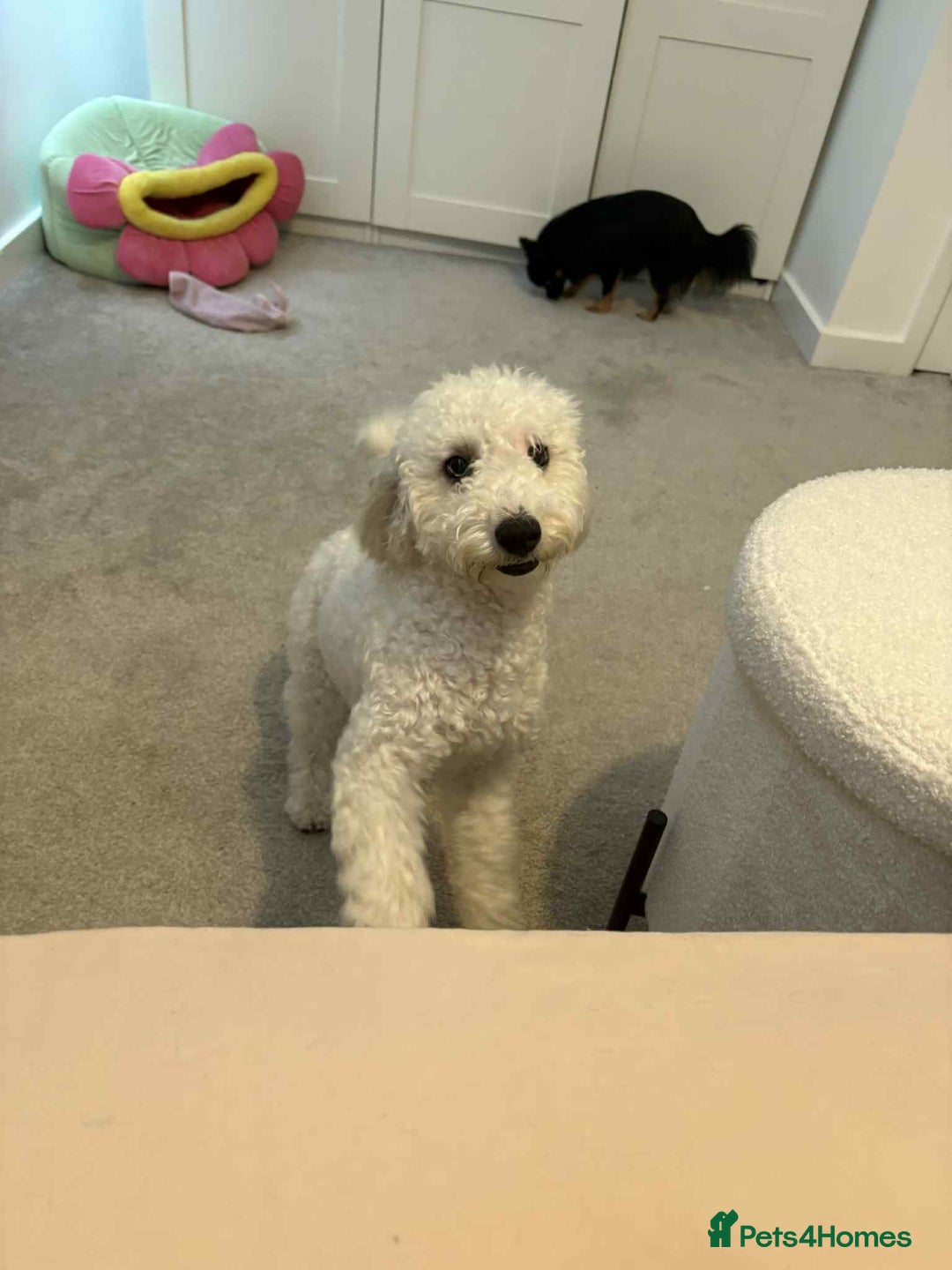 Miniature Poodle dogs for sale: Female miniature poodle  - Image 2