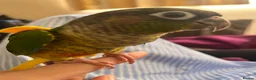Conures birds for sale: Mr meto - Advert 3