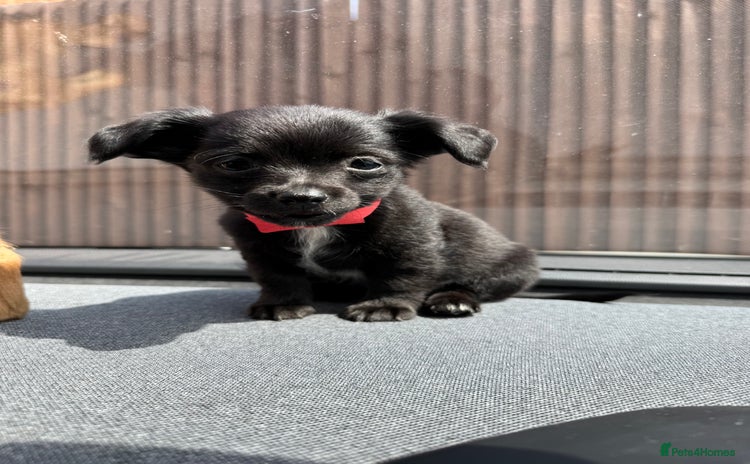 Chihuahua dogs - Advert 1