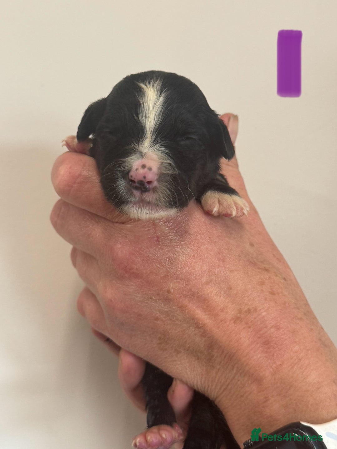Mixed Breed dogs for sale: Labernese x Bernese mountain dog puppies  - Image 22