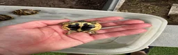 Tortoise reptiles for sale: Western Hermanns Tortoise - Advert 4