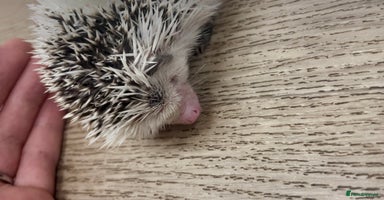 Pygmy Hedgehog rodents - Advert 3