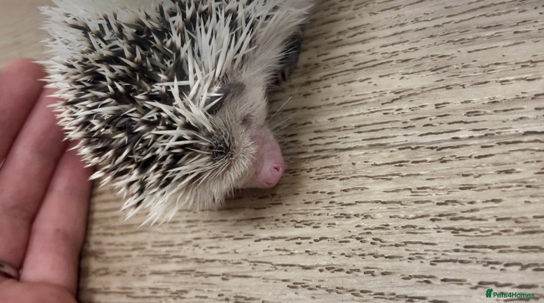 Pygmy Hedgehog rodents for sale: Stunning Pinto Baby African Pygmy Hedgehog's  - Image 7