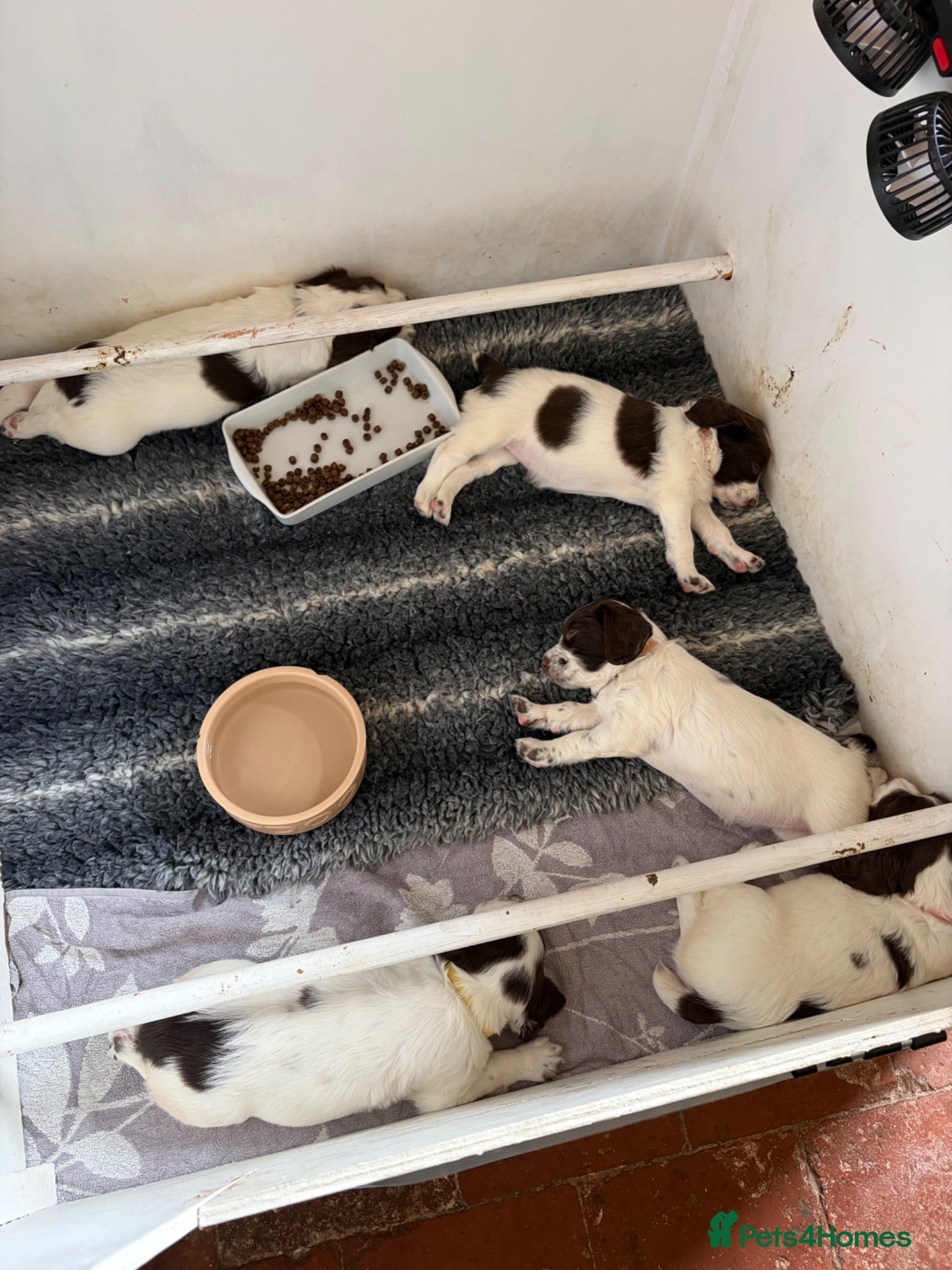English Springer Spaniel dogs Kc reg English springer spaniels, working lines - Advert 1