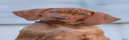 Hungarian Vizsla dogs for sale: High Quality Hungarian Vizsla Puppies - 2 boys - Advert 2