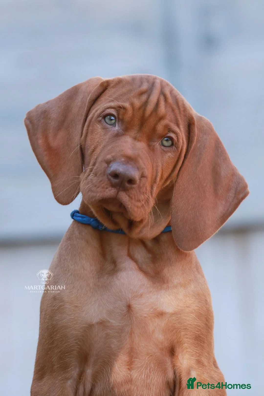 Hungarian Vizsla dogs for sale: High Quality Hungarian Vizsla Puppies - 2 boys - Advert 2