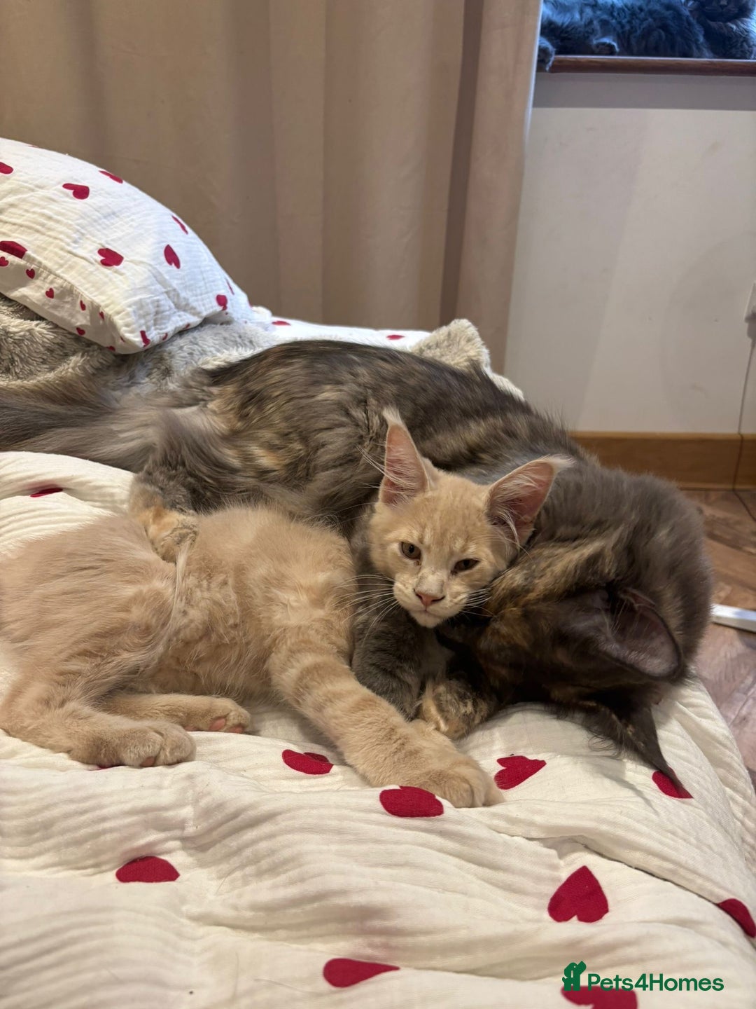 Maine Coon cats for sale: 2 Cream MC kittens ready for their fur-ever homes - Image 6