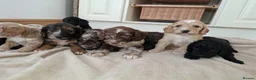 Cockapoo dogs for sale: F1 show type  rare coulerd cockapoo puppies  in Prestatyn - Advert 7