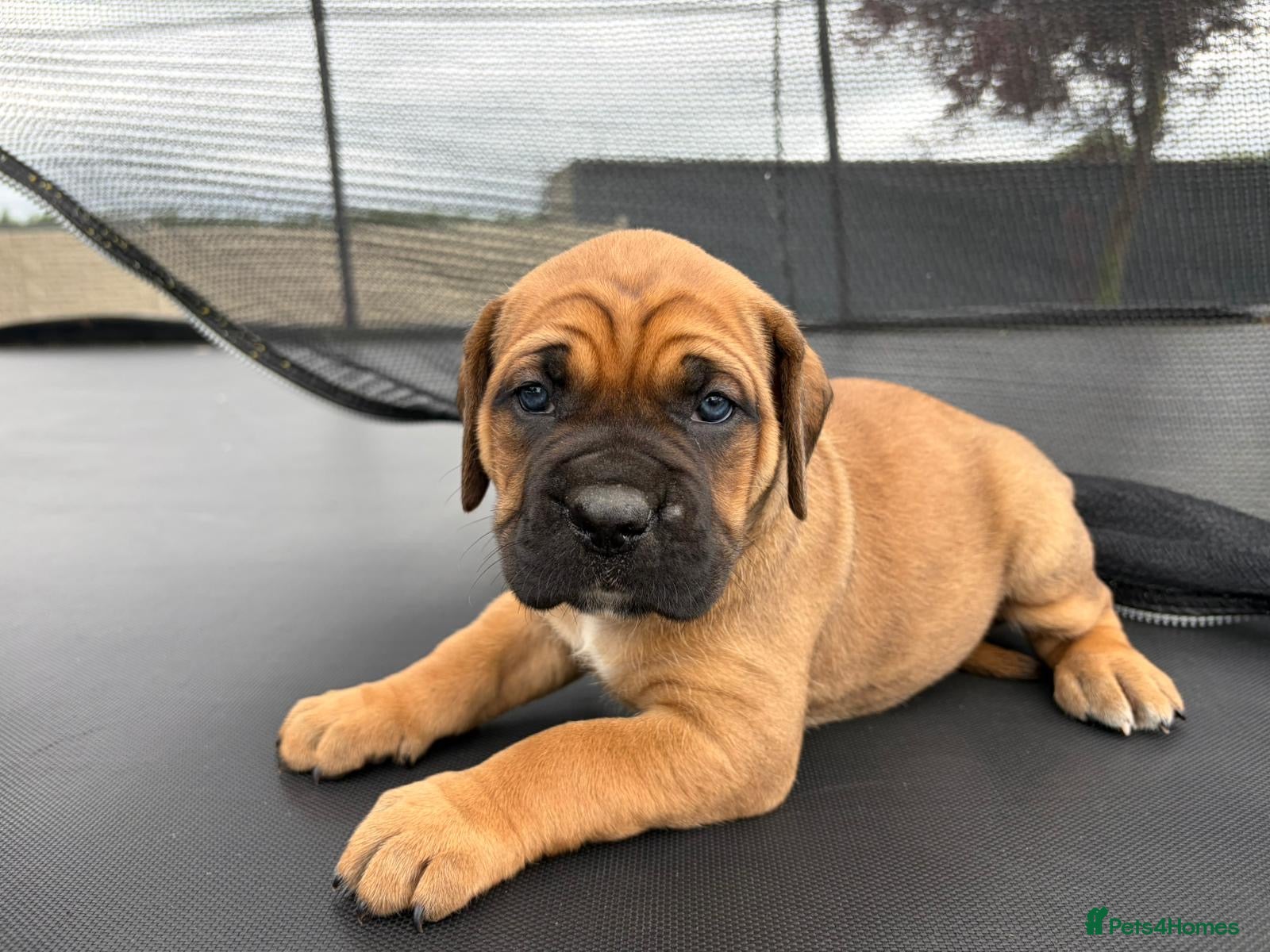Cane Corso dogs for sale: BEAUTIFUL CANE CORSO PUPPIES in Walsall - Advert 11