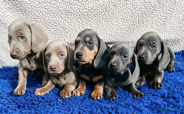 Dachshund dogs - Advert 10
