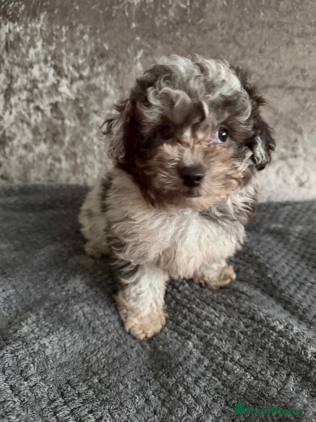 Maltipoo dogs for sale: F1 MALTIPOO PUPS - Advert 13