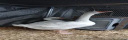 Geese poultry for sale: 2 x geese - Advert 3