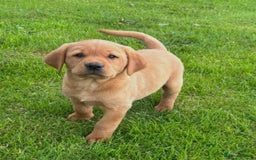 Labrador Retriever dogs for sale: Labrador puppies - Image 2
