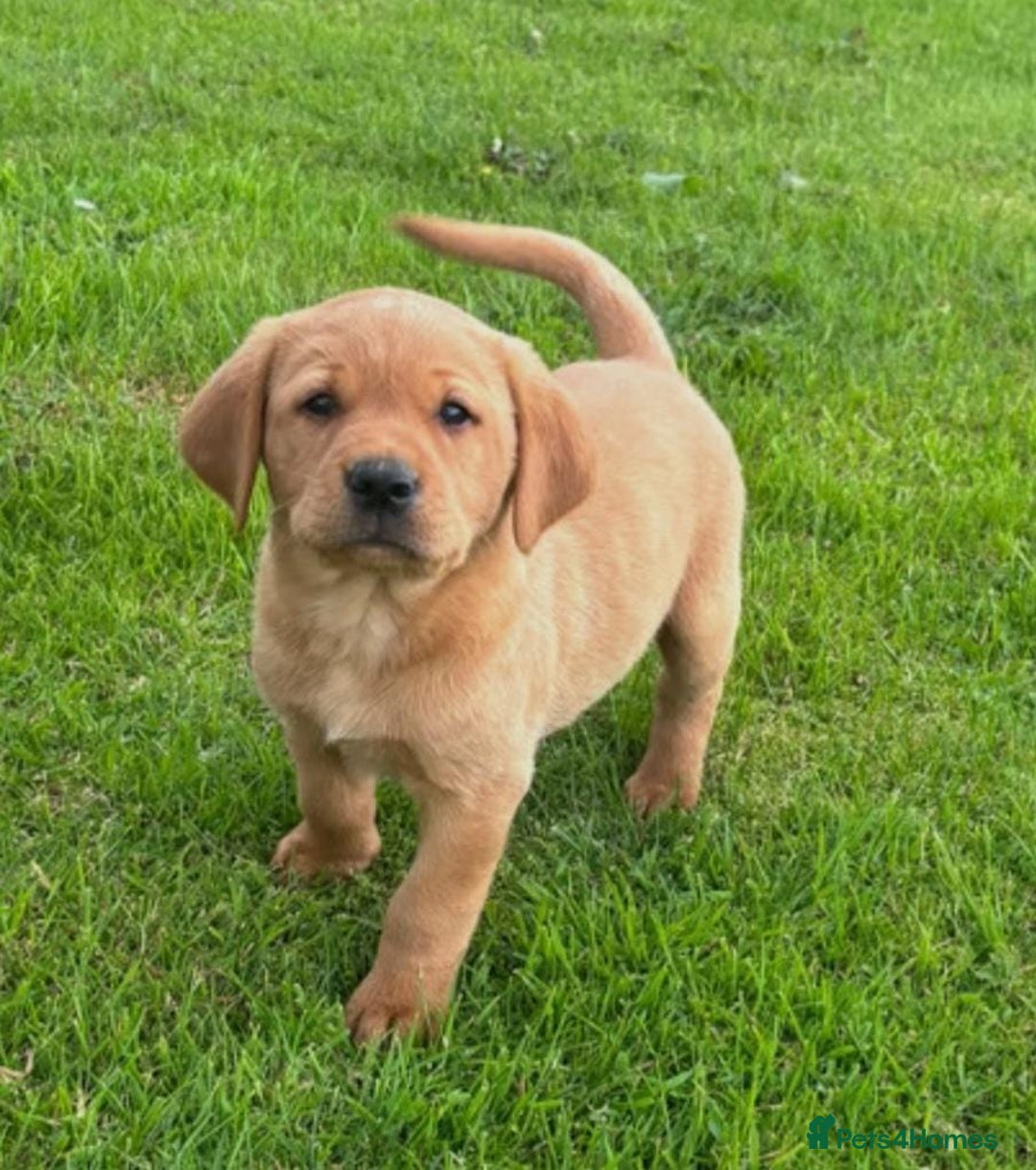 Labrador Retriever dogs for sale: Labrador puppies - Image 2