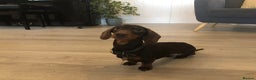 Dachshund dogs for stud: 4kg KC tiny expert Stud Oldham 100% successrecord  in Rochdale - Advert 9